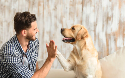 La importancia de las farmacias veterinarias